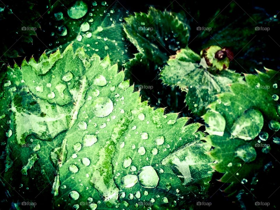 Spiky wet   leaf 
