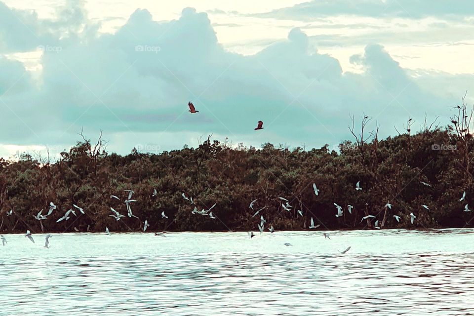 Eagles and Seagulls Feeding at Kuala Selangor Rivermouth, Malaysia