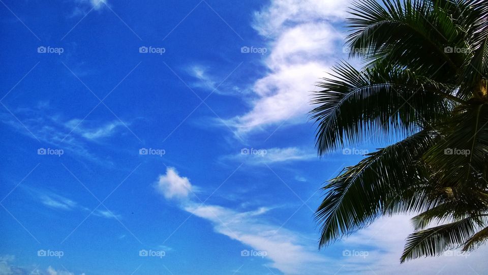Blue Sky & Coconut Tree