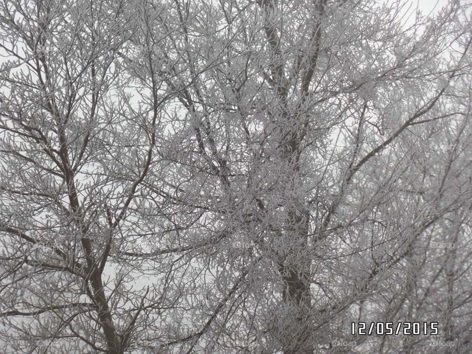 Frozen Trees