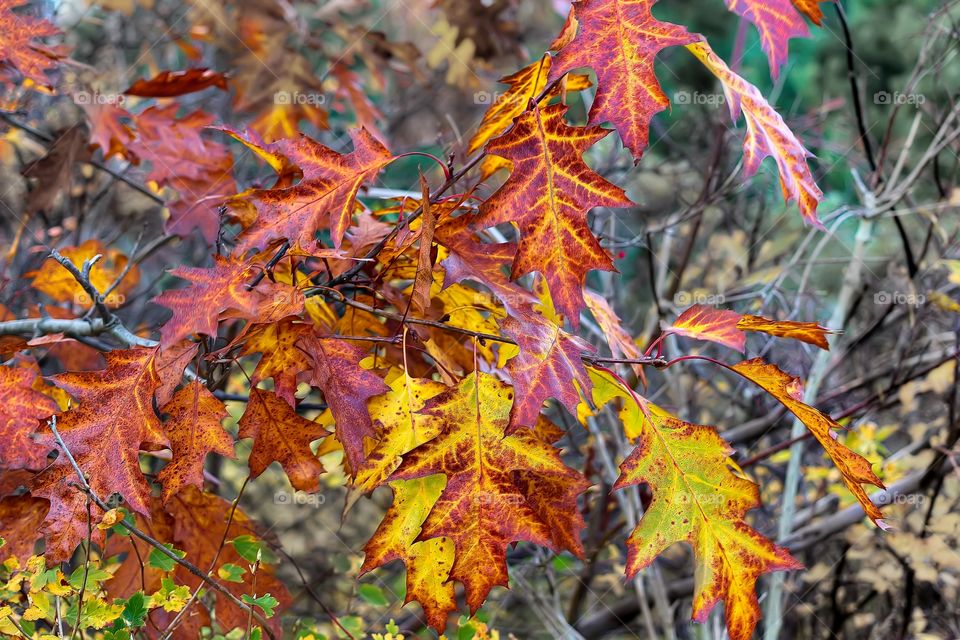 autumn palette