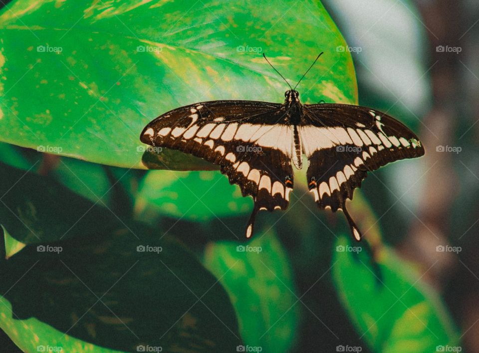 Yellow butterfly 