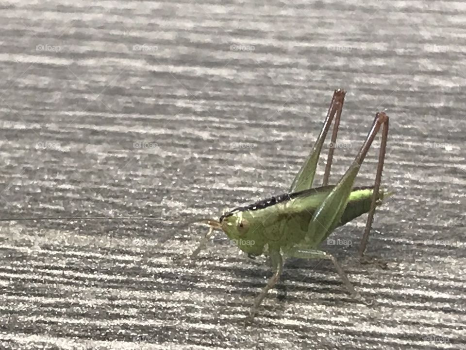 Baby Grasshopper - Closeup 