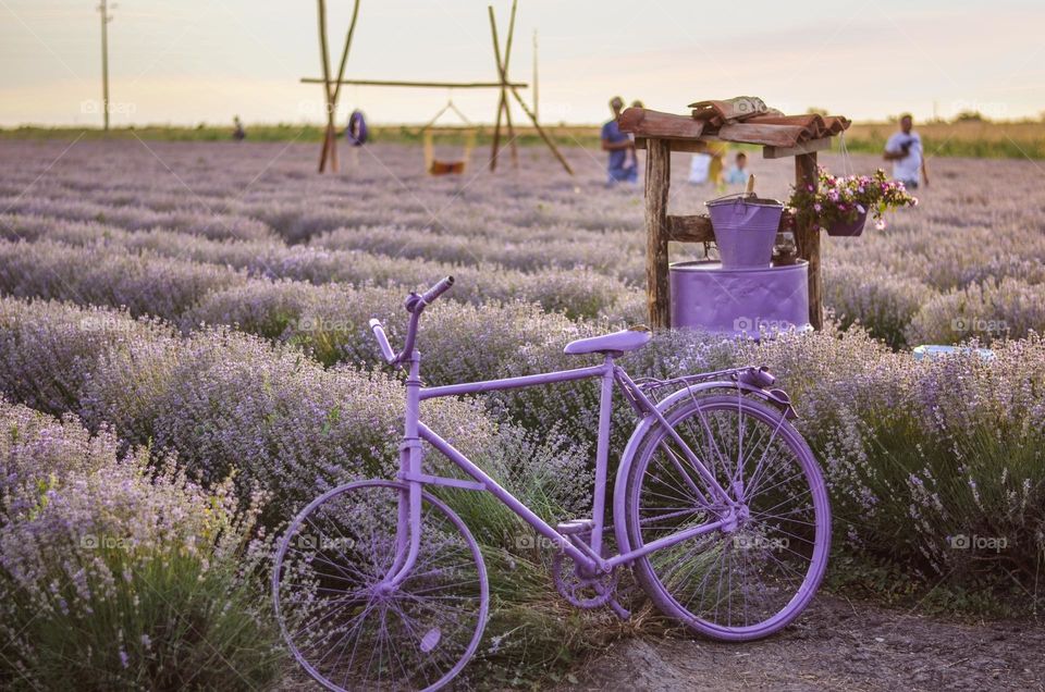 Bicycle in lavender fields
