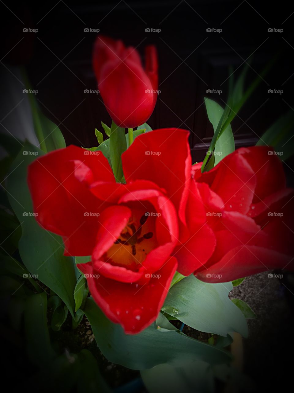 Red tulip flowers in springtime