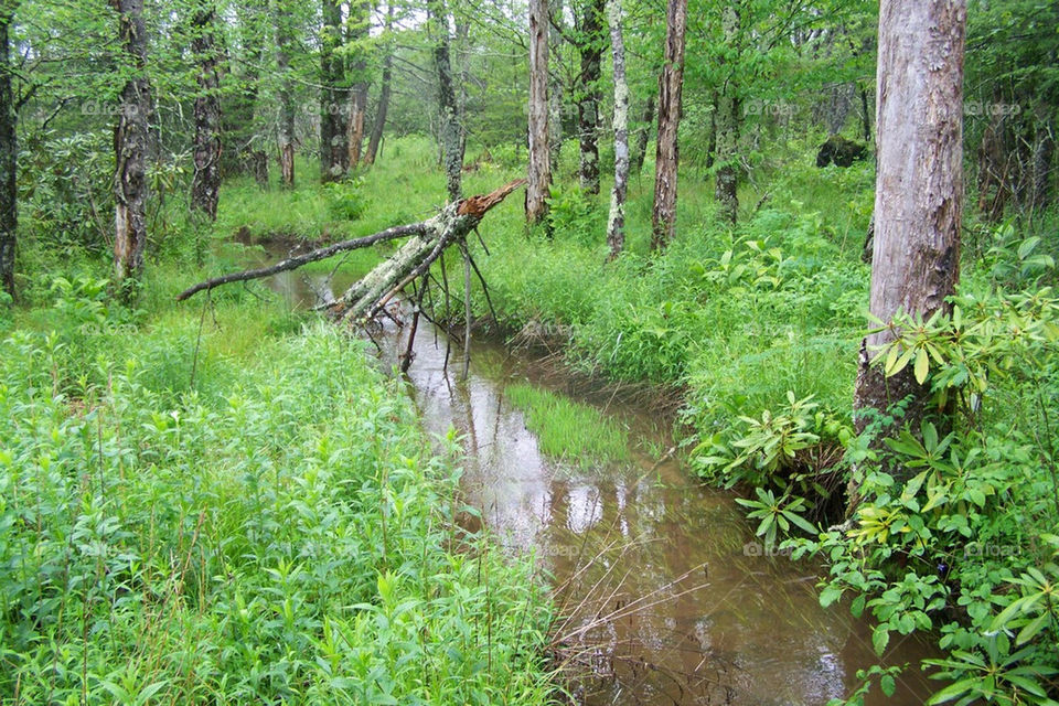 sky green spring flowers by mrsredd