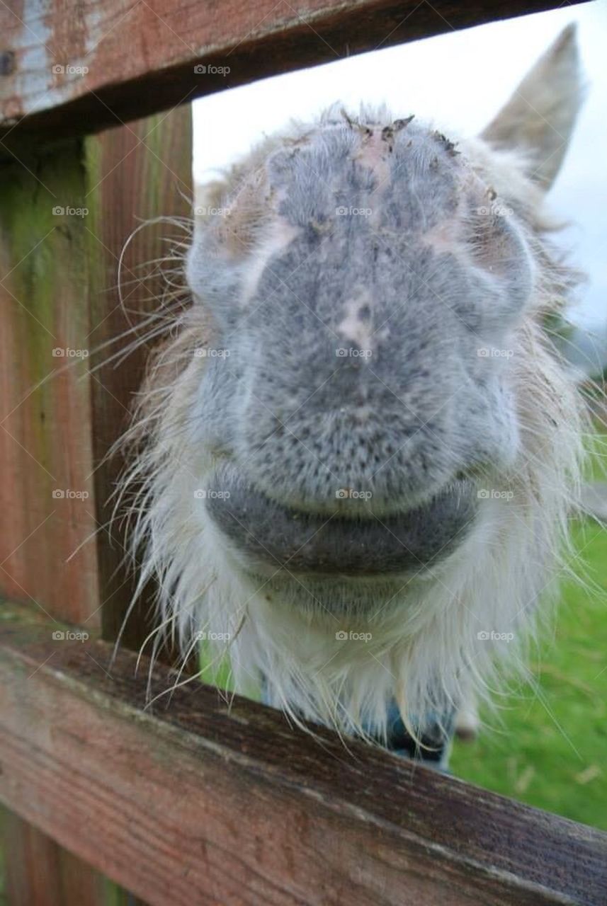 Donkey nose!