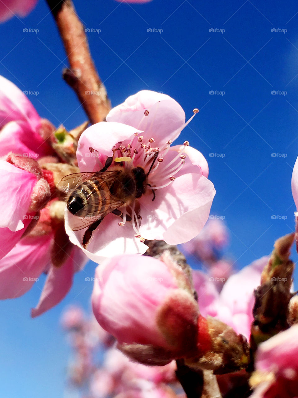Spring bee in blossom