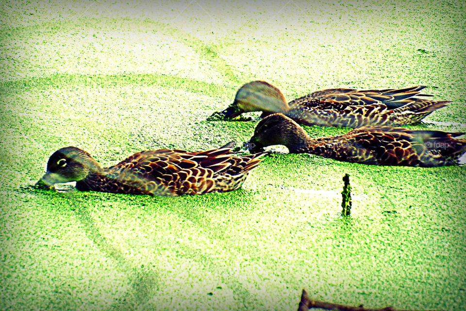 Ducks in duckweed