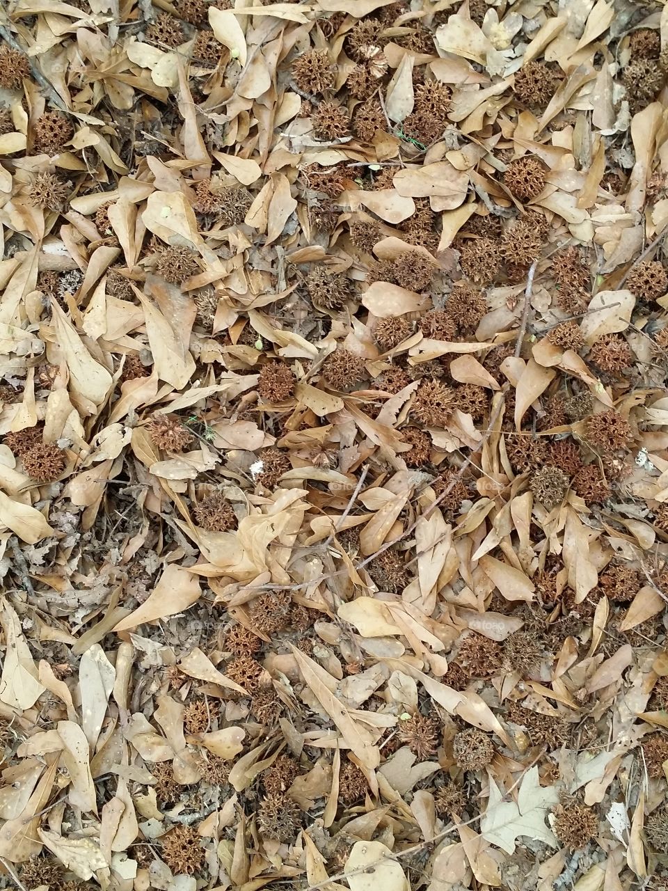 Sweet Gum Balls On A Bed of Dry Leaves 
