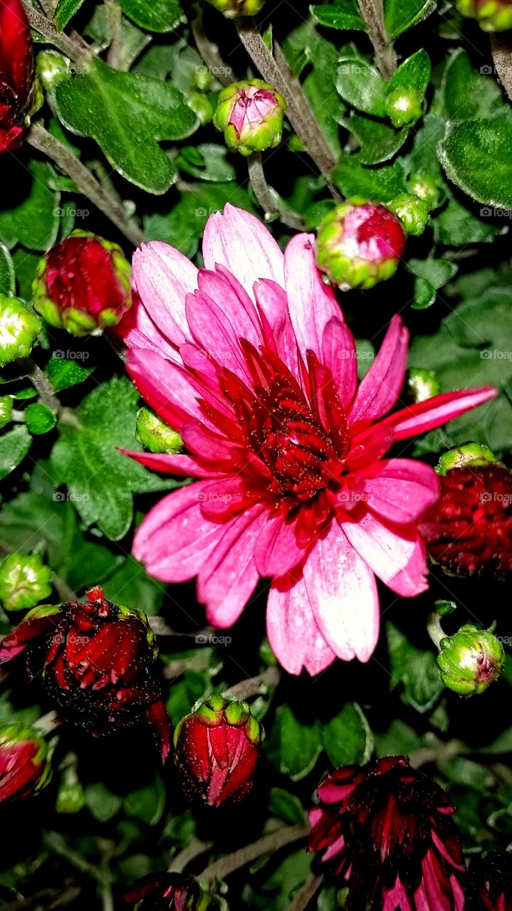 Flower Close-Up. Flower Close-Up