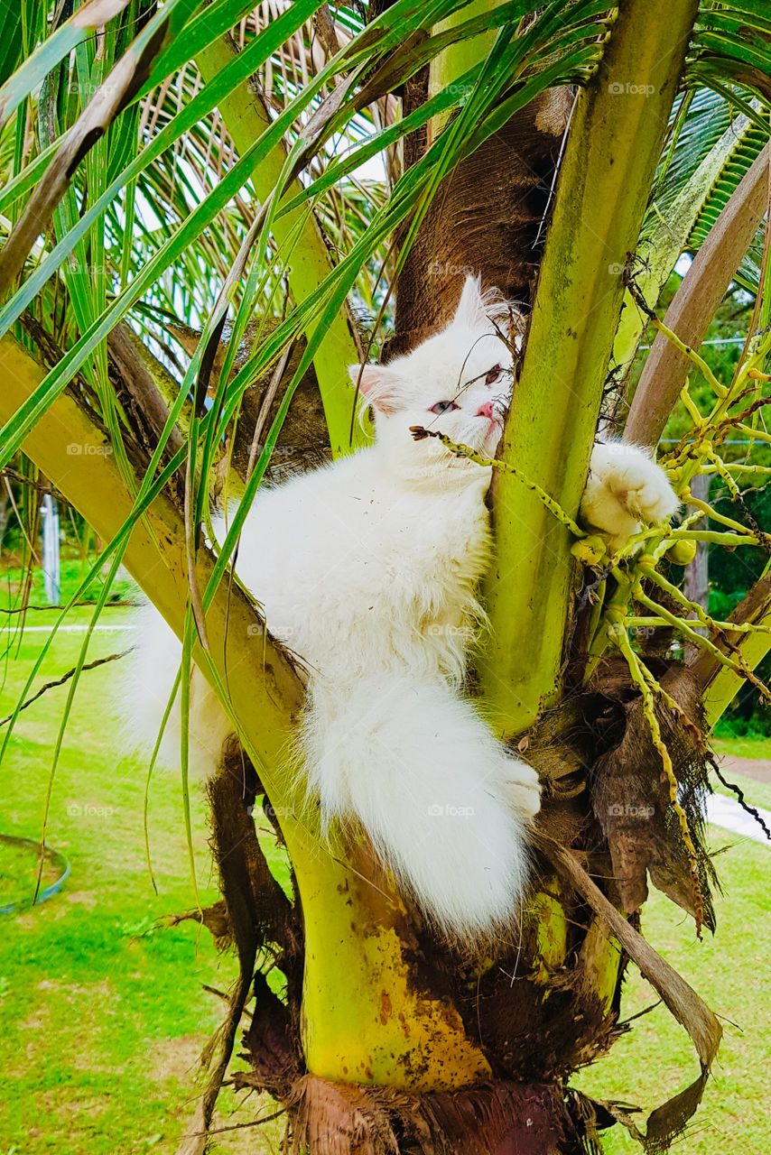 Lindo gato descansando e curtindo a natureza