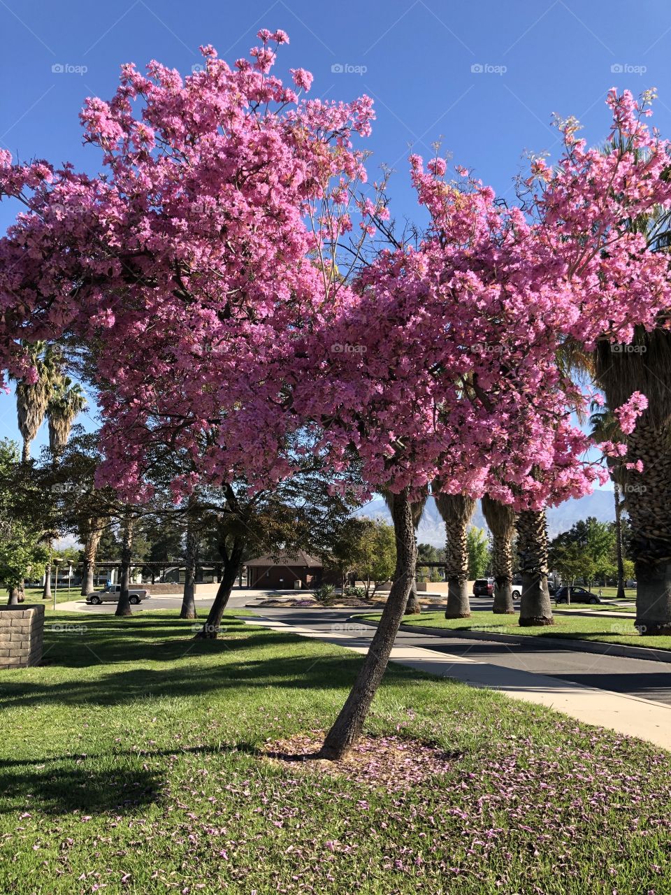 Tree in Bloom