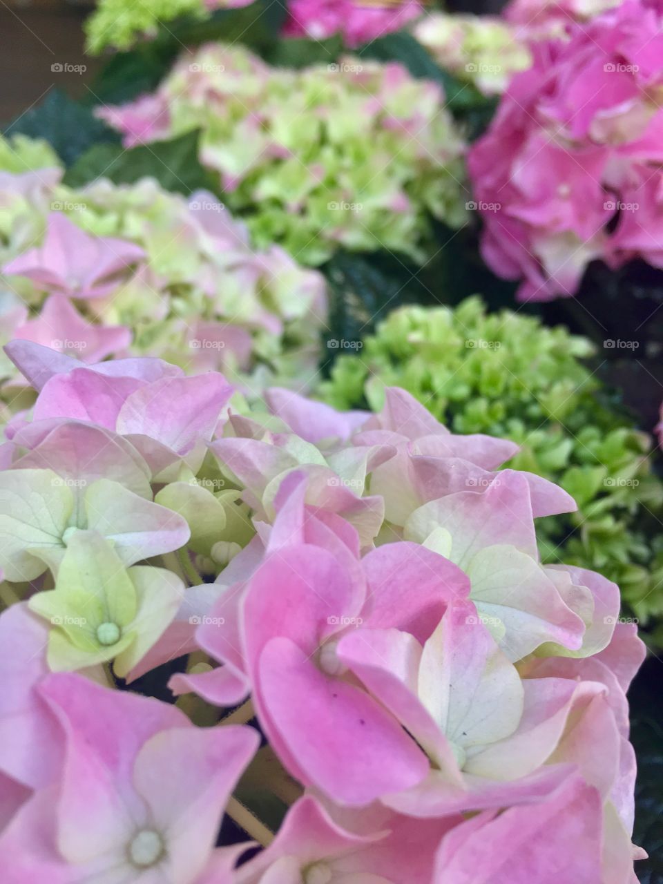 hydrangea