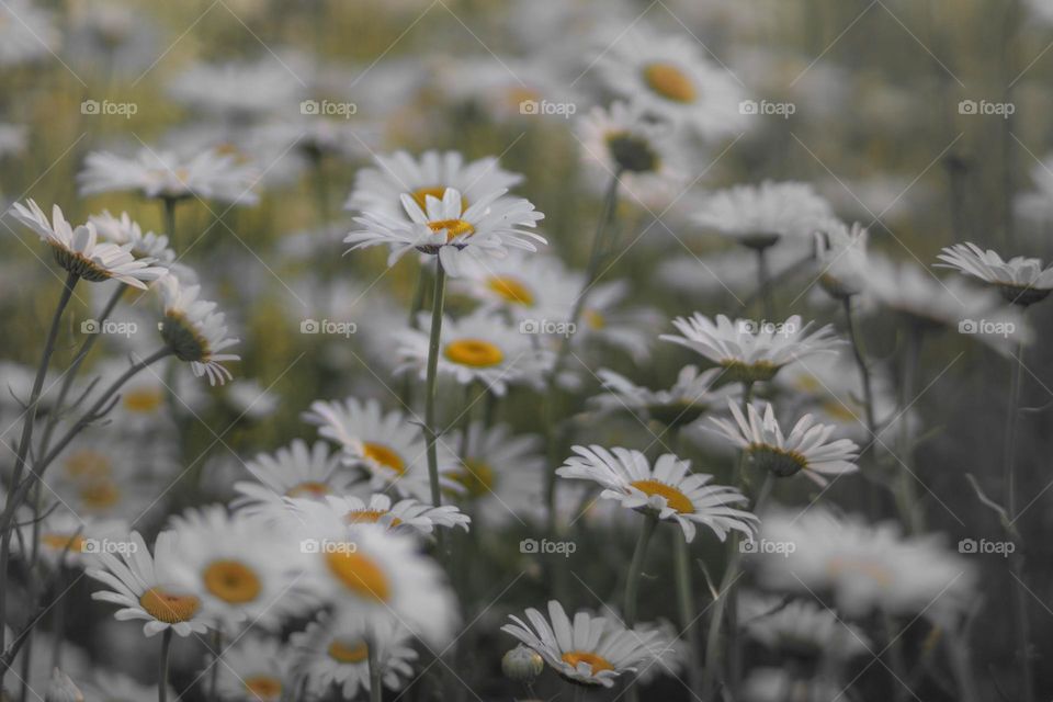 Chamomiles in field