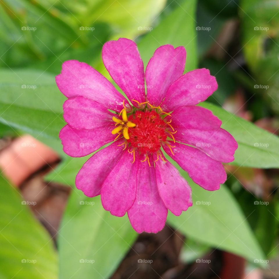 Beatiful Exotic Flower