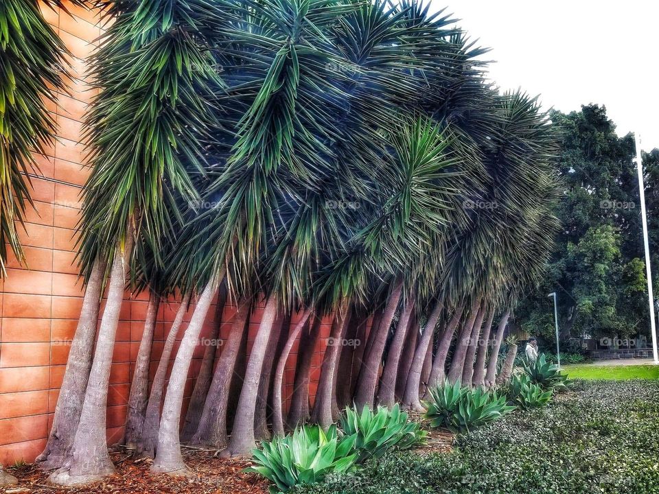 The neatest row of trees in campus.