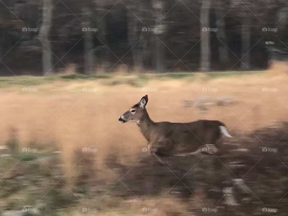 Running Deer 