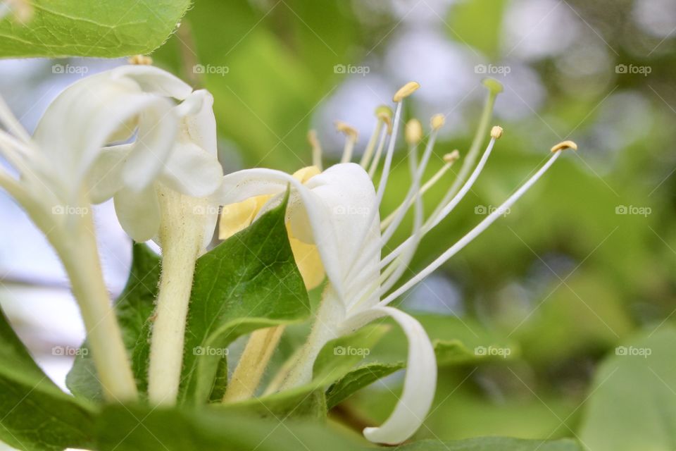 Honeysuckle 