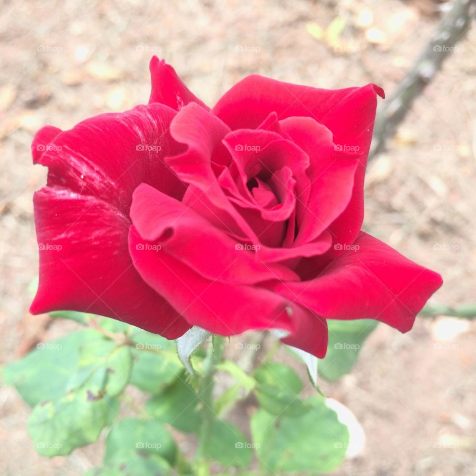 🌹 🇺🇸 Very beautiful flowers to brighten our day.  Live nature and its beauty. Did you like the delicate petals? / 🇧🇷 Flores muito bonitas para alegrar nosso dia. Viva a natureza e sua beleza. Gostaram das pétalas delicadas? 