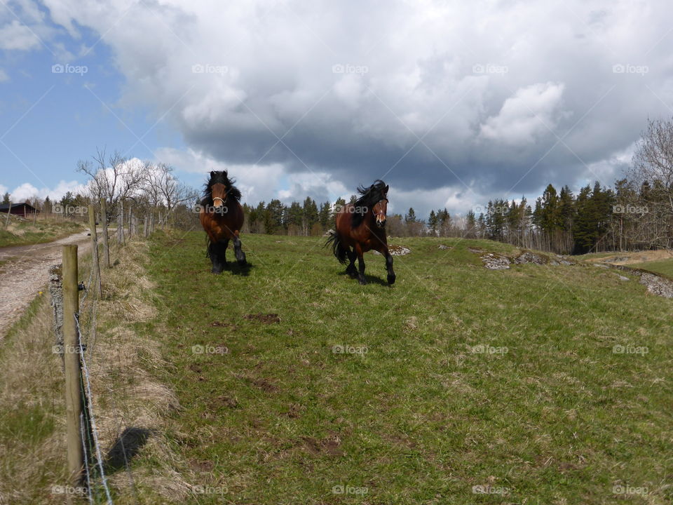 horses running