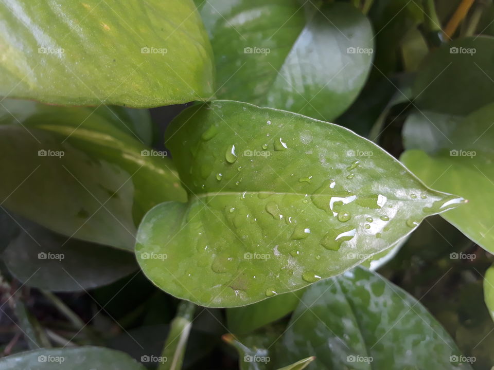 Leaf, Nature, Flora, No Person, Rain