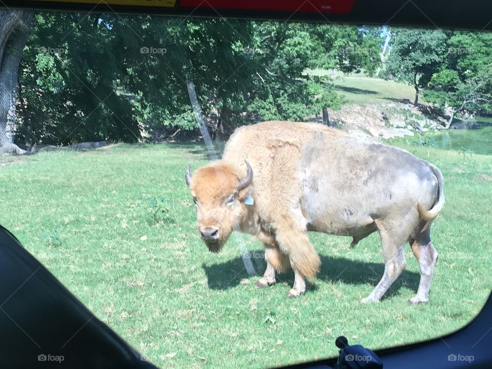 Last year drive through park. Picture of this beautiful buffalo watching us watching him.