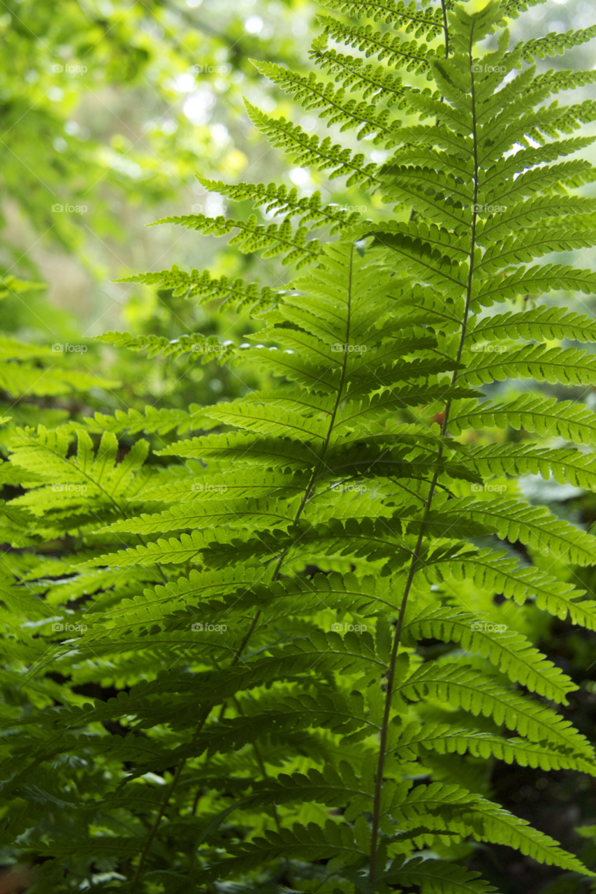 Leaf, Nature, Flora, Fern, Summer