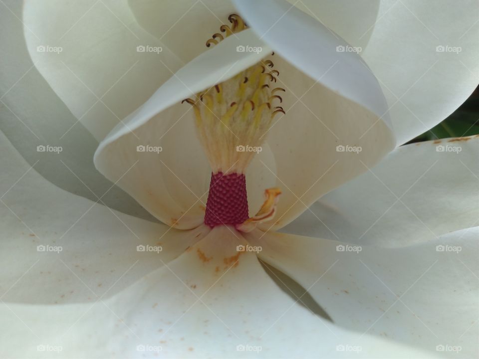 Flor del magnolio