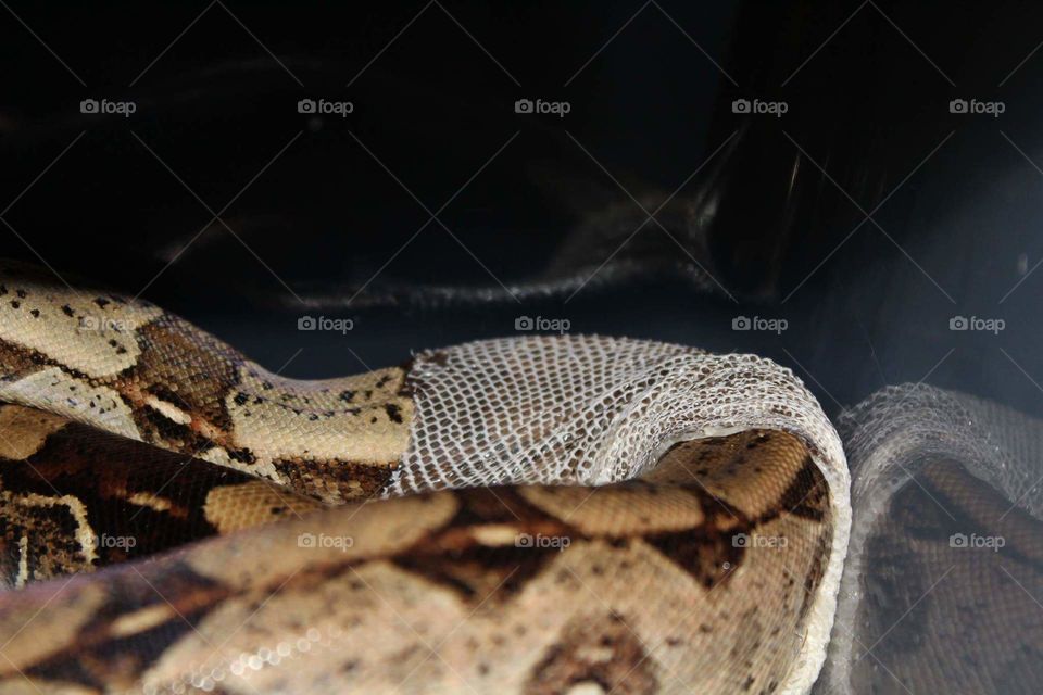 boa in shed