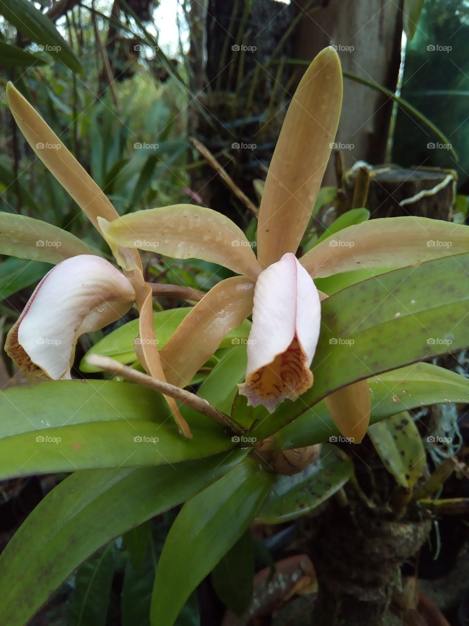 Cattleya Forbesii