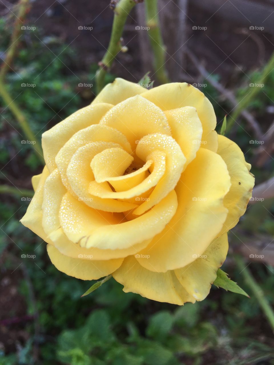 I LOVE FLOWERS!🌹 🇺🇸 Very beautiful flowers to brighten our day.  Live nature and its beauty. Did you like the delicate petals? / 🇧🇷 Flores muito bonitas para alegrar nosso dia. Viva a natureza e sua beleza. Gostaram das pétalas delicadas? 