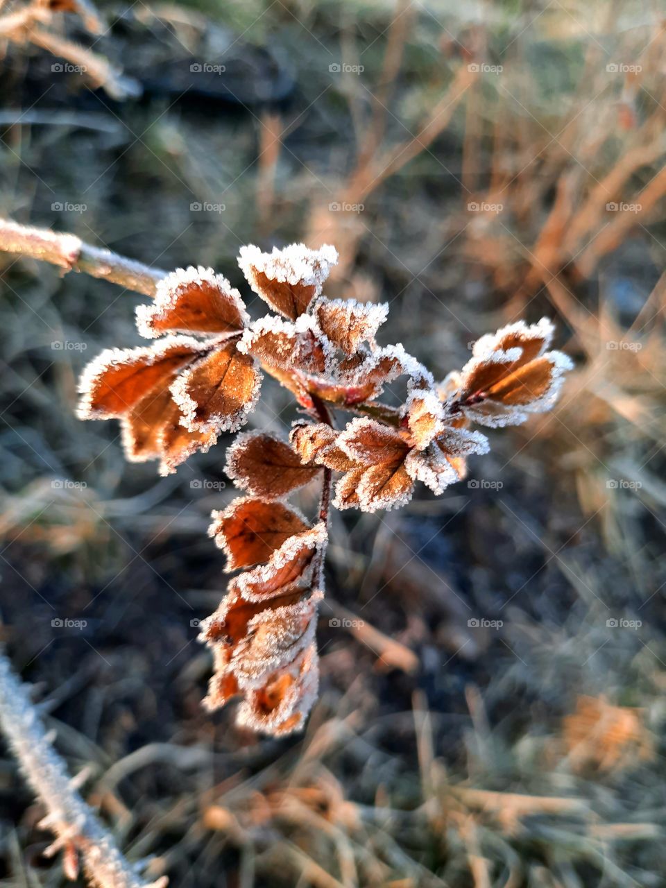 frost covered dry leaves of a rose in morning light