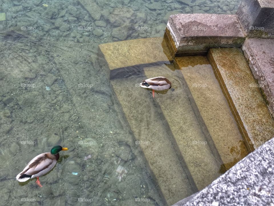 Ducks by the lakeside 