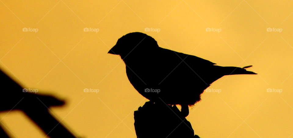 silhouette of sparrow