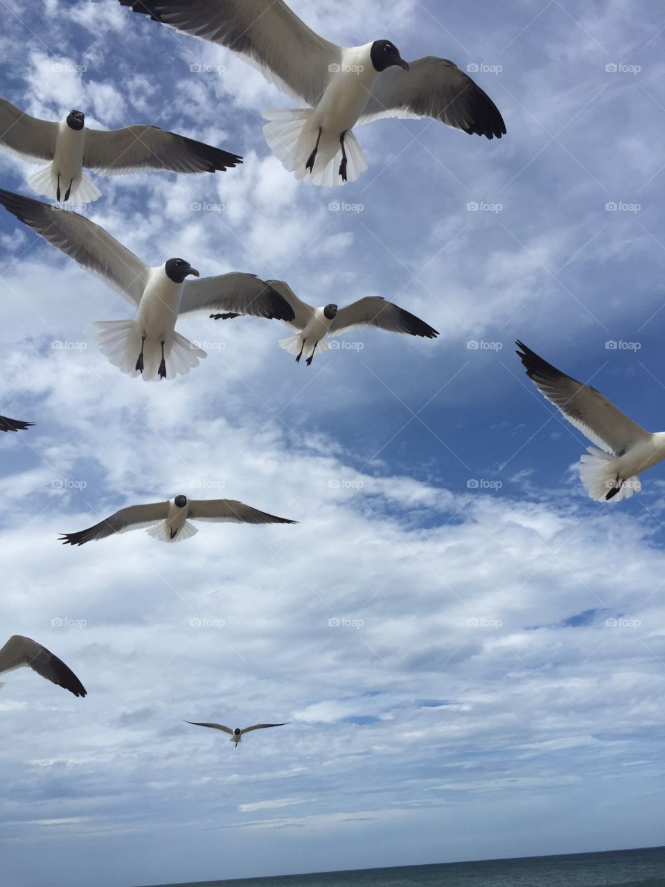 Sea Gulls in the Outer Banks of North Carolina 
