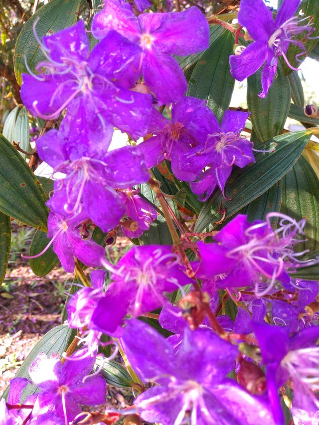 violet flowers