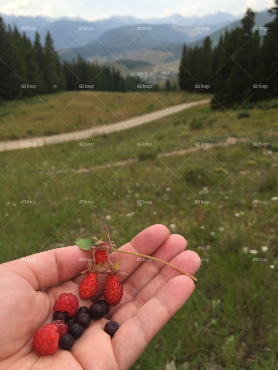 And the mountain will provide . Hiking on mountain in Colorado, we got a delicious treat of wild raspberries, strawberries and blueberries, yummy!