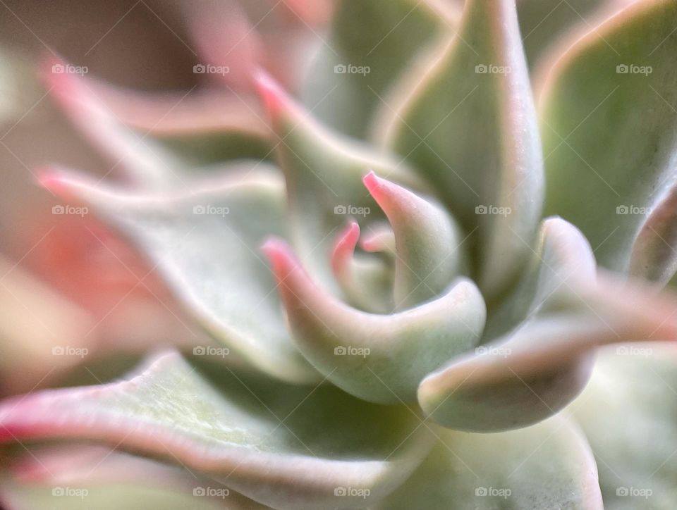 Natural backgrounds, succulents, Echeveria madiba