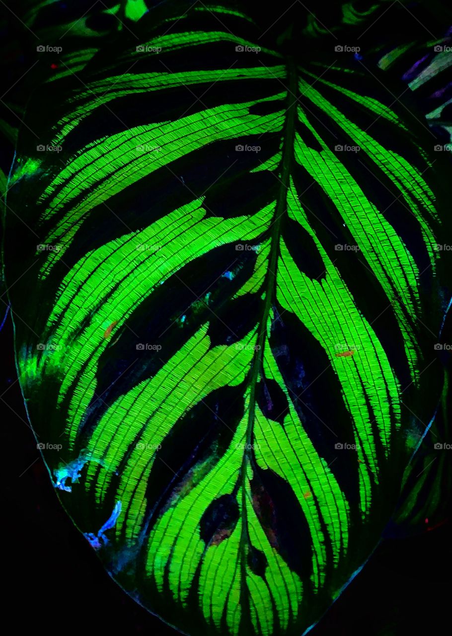 Closeup photo of a leaf—taken in Chicago, Illinois 