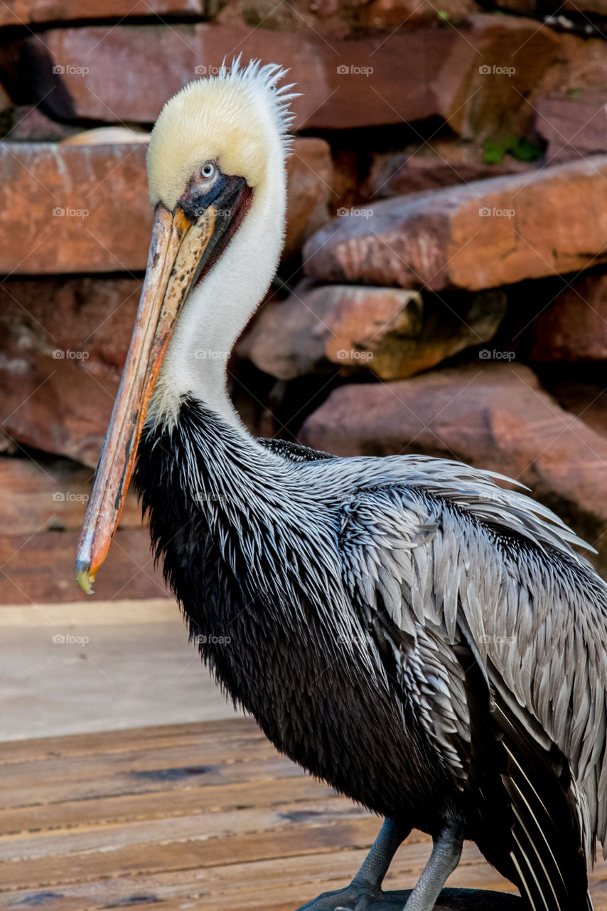 Close-up of brown pelican
