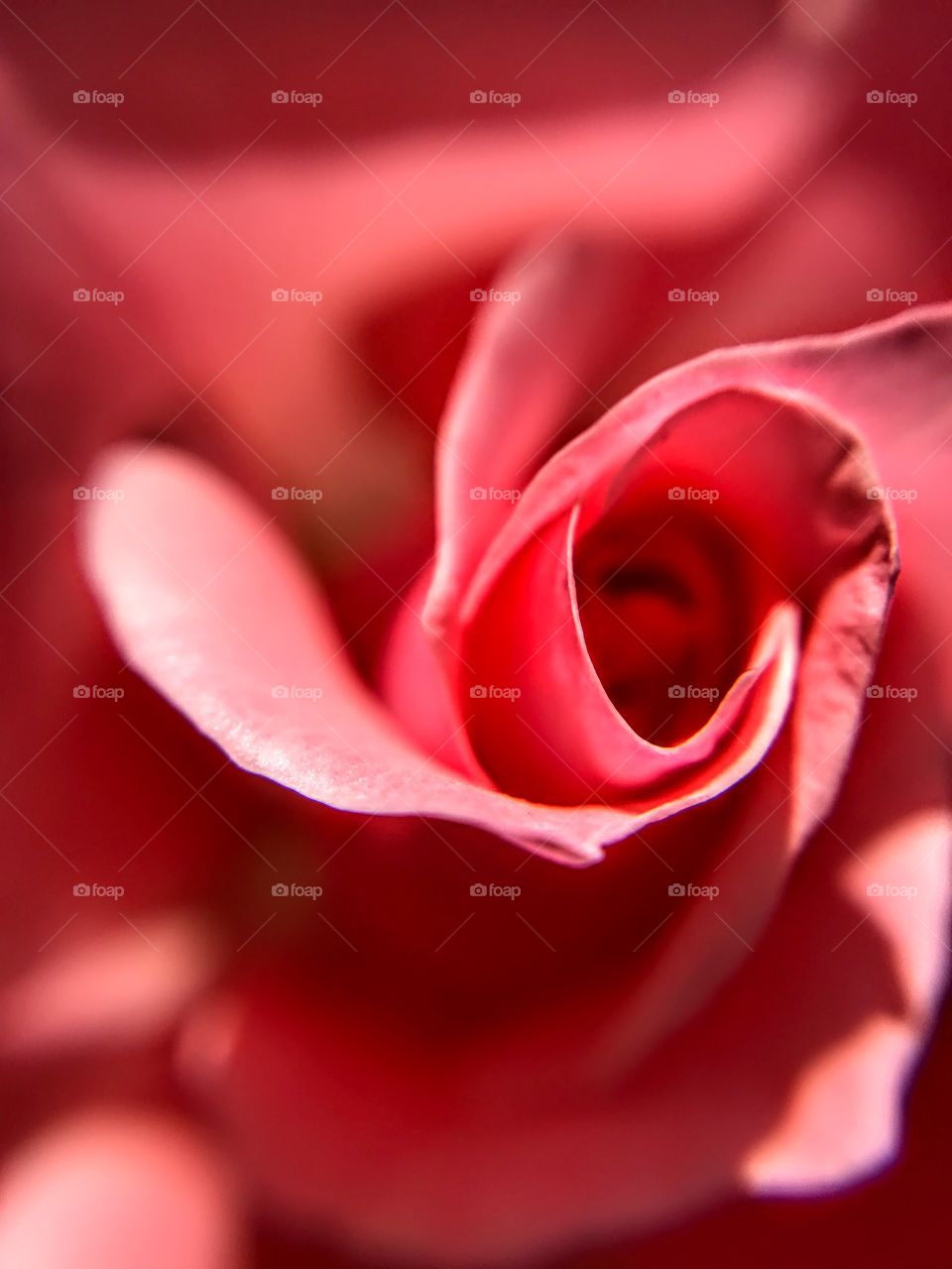 Unfurling of a rosebud