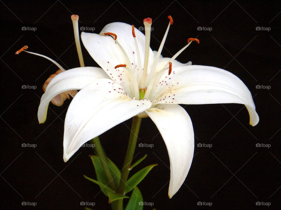 flower white beauty by landon