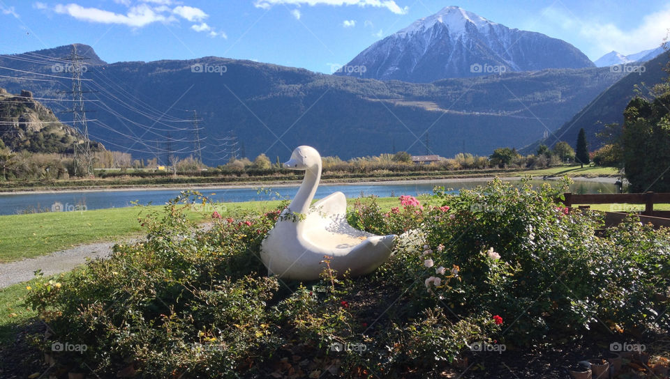 swan sean by swisstraveler