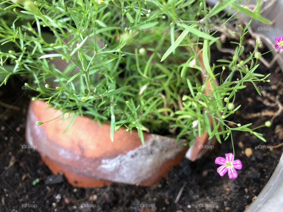 Plant in pot with tiny pink flower