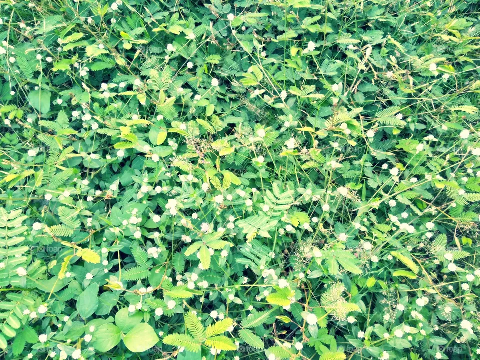 Lawn