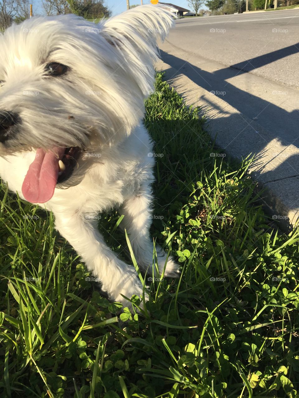 Westland Highland Terrier