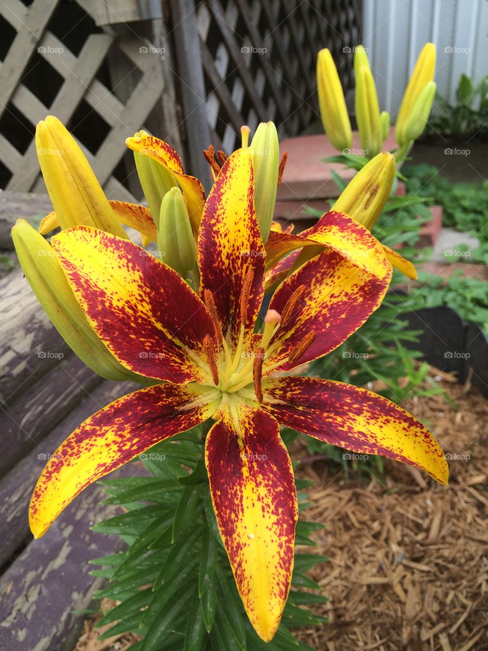 Tiger lily. Freshly bloomed from my garden