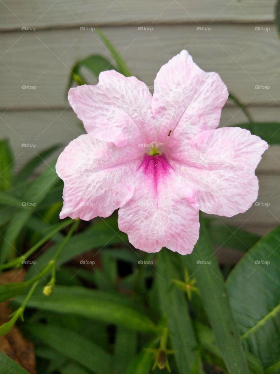 Pink flpwer in my garden.