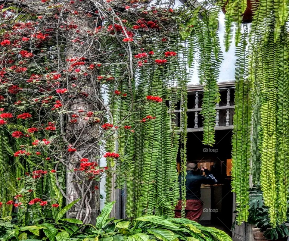 The ferns decorate on the door that is very special and beautiful.